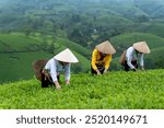 An ethnic Muong woman harvesting green tea on Long Coc tea hill, Phu Tho province, Vietnam. Travel and agriculture concept