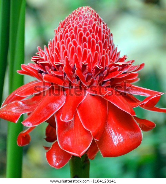 Etlingera Elatior Known Torch Ginger Ginger Stock Photo Edit Now Etlingera Elatior Known Torch Ginger Ginger Stock Photo Edit Now