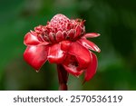 Etlingera elatior, flower known as torch ginger, ginger flower, red ginger lily, torchflower, torch lily, wild ginger. La Fortuna, Volcano Arenal, Costa Rica.