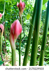 Etlingera Is A Flowering Plant From The Indo-Pacific Herb In The Ginger Family