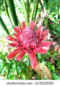 Etlingera Is A Flowering Plant From The Indo-Pacific Herb In The Ginger Family