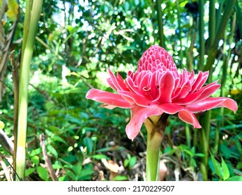 Etlingera Is A Flowering Plant From The Indo-Pacific Herb In The Ginger Family