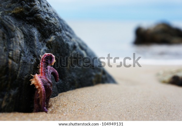 Etoile De Mer Sur Son Rocher Stock Photo Edit Now