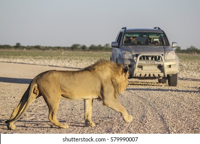 Lion Car Images Stock Photos Vectors Shutterstock