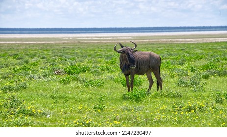 Etosha National Park Namibia Wild Animals Grassland Deer Wild Life Safari Africa