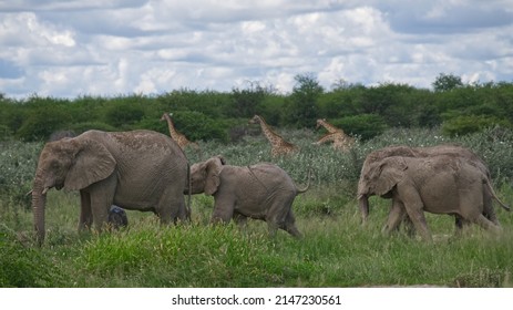 Etosha National Park Namibia Wild Animals Grassland Deer Wild Life Safari Africa