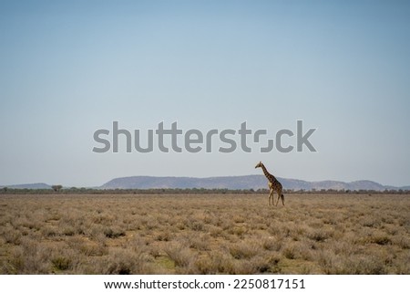 Similar – Image, Stock Photo Maasai walking in the savannah at sunset