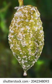 Etrog Fruit Damaged By Citrus Scale Mealybug, Planococcus Citri (Homoptera: Pseudococcidae) 