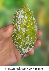 Etrog Fruit Damaged By Citrus Scale Mealybug, Planococcus Citri (Homoptera: Pseudococcidae) 