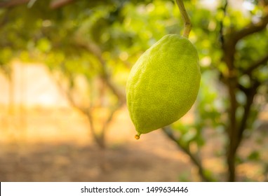 Citron Images Stock Photos Vectors Shutterstock