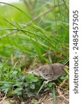 Etruscan shrew with whiskers and elongated snout in freedom among vegetation. Cantabria, Spain Europe family field rodents. Concept: animal life, rodents.