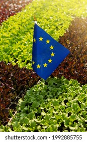 Eu Flag Stands Surrounded By Green And Red Lettuce Plantations, Concept, Close Up