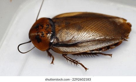 Eublaberus posticus, also orange head cockroach. is a kind of cockroaches from South America.                 