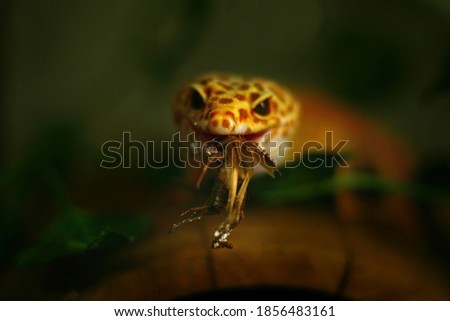 Eublefar (leopard gecko that has caught a cricket and holds it in its mouth). Close-up.