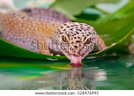 eublepharis lizards drinking water on naural background