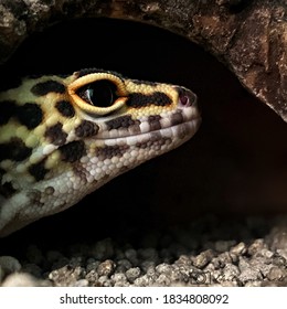 Eublepharis Macularius, Commonly Known As Leopard Gecko Is A Cathemeral, Ground-dwelling Lizard Native To The Rocky Dry Grassland