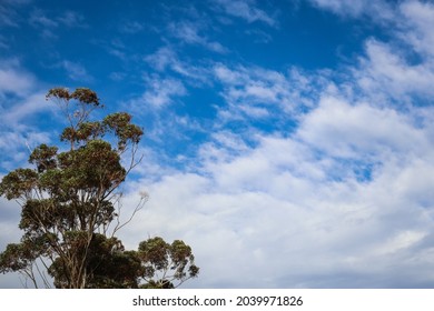 Eucalypt Tree Against Blue Sky