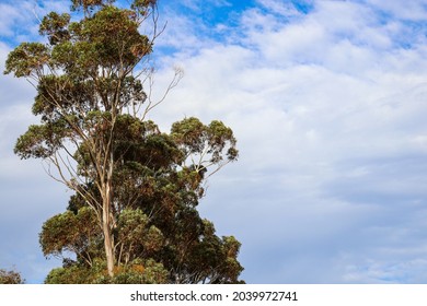 Eucalypt Tree Against Blue Sky