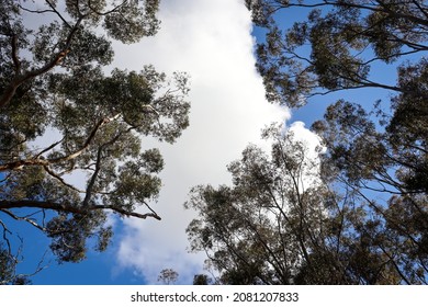 Eucalypt Tree Canopy Against Sky