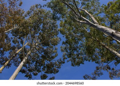 Eucalypt Tree Canopy With Several Trees