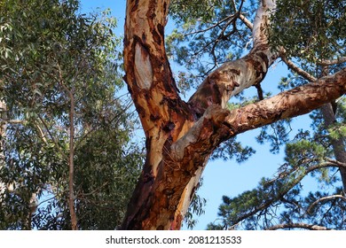 Eucalypt Tree Trunk Against Sky