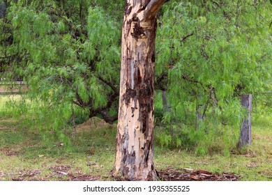 Eucalypt Tree Trunk In Foreground Of Peppercorn Tree 