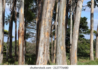 Eucalypt Tree Trunks Against Blue Sky