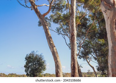 Eucalypt Trees In Morning Sunlight