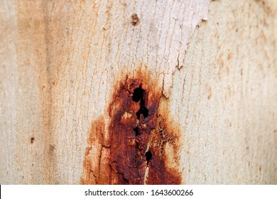 Eucalypt Trunk Showing Borer Damage And Kino Exudate, South Australia