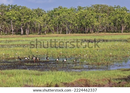 Eucalypt-dominated woodland and open forest alternate with mangroves and grasslands in Port Darwin wetlands-home to such bird species as the magpie goose. Darwin-Northern Territory-Australia.