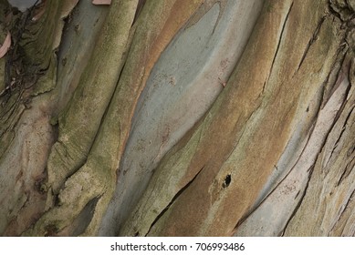 eucalyptus 