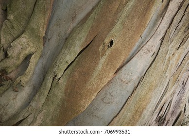 eucalyptus 