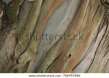 eucalyptus 