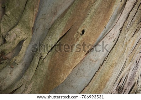 eucalyptus 