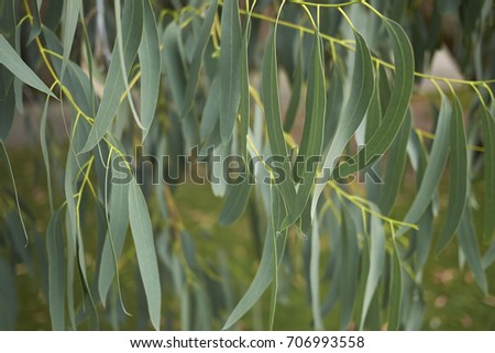 eucalyptus 