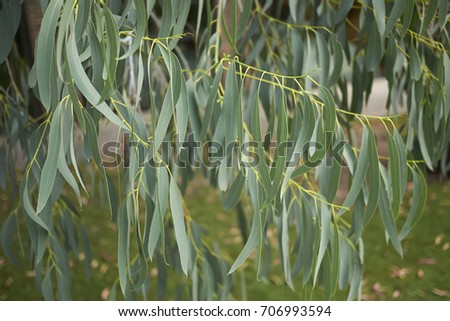 eucalyptus 