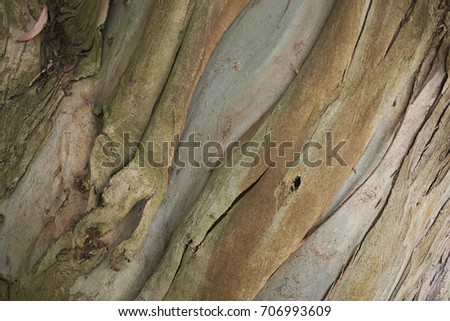 eucalyptus 