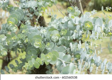 Eucalyptus Baby Blue Leaves