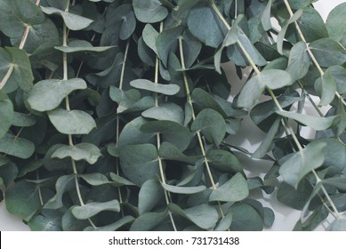 Eucalyptus Baby Blue Leaves
