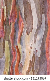 Eucalyptus Bark