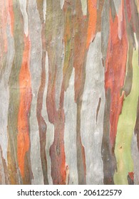 Eucalyptus Bark