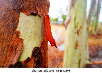 Eucalyptus  Bark 