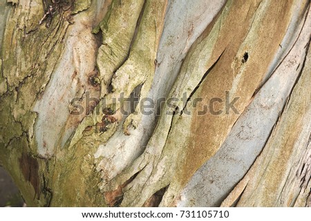 Eucalyptus bark