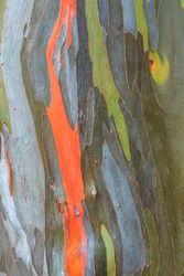 Eucalyptus Bark Texture Abstract Background