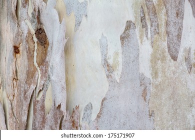 Eucalyptus Bark Tree