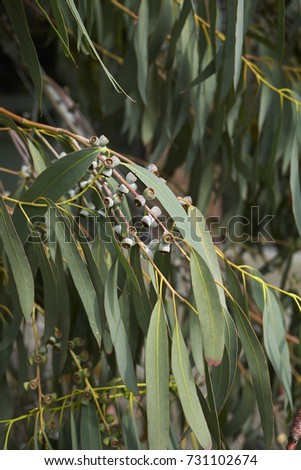 Eucalyptus branch