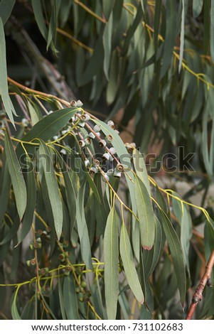 Eucalyptus branch