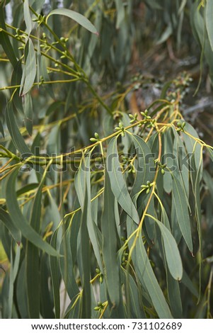 Eucalyptus branch