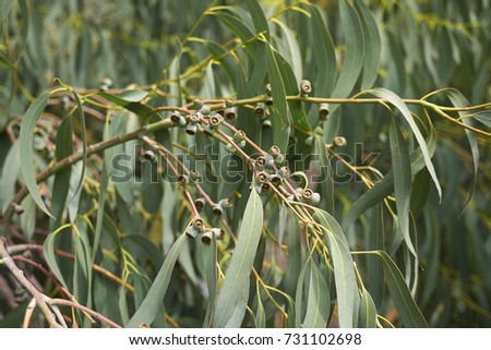 Eucalyptus branch