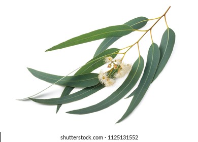 Eucalyptus Branch With Flowers  Isolated On White